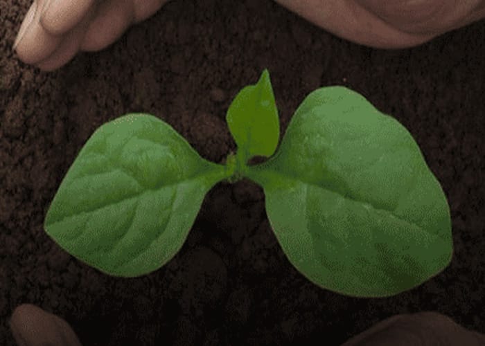 Championing a healthy planet